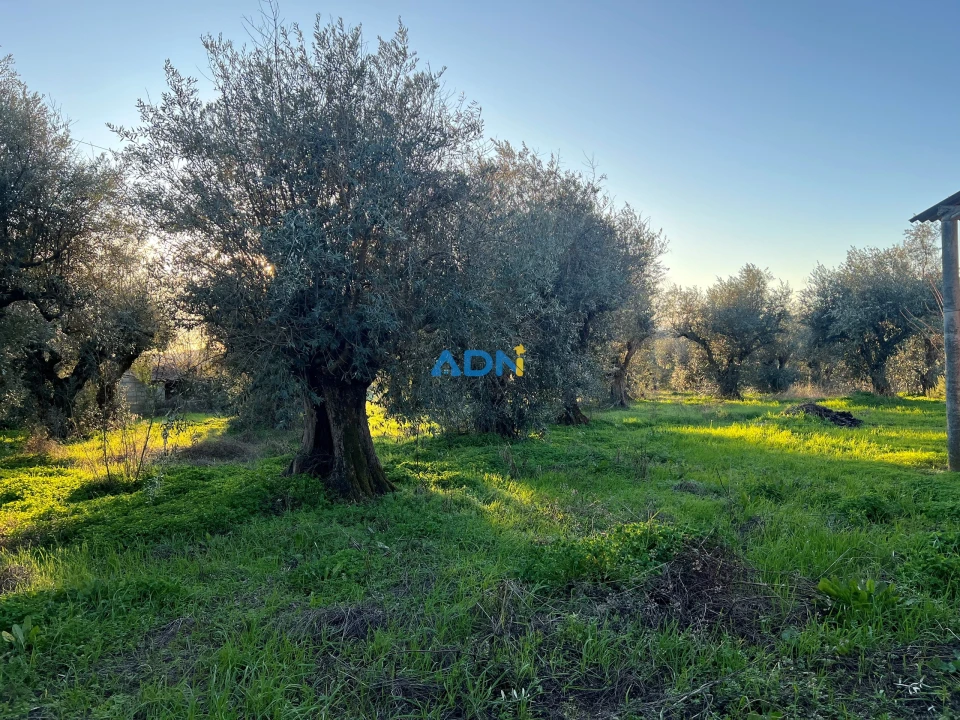 Quinta para Venda em Lardosa Foto 14