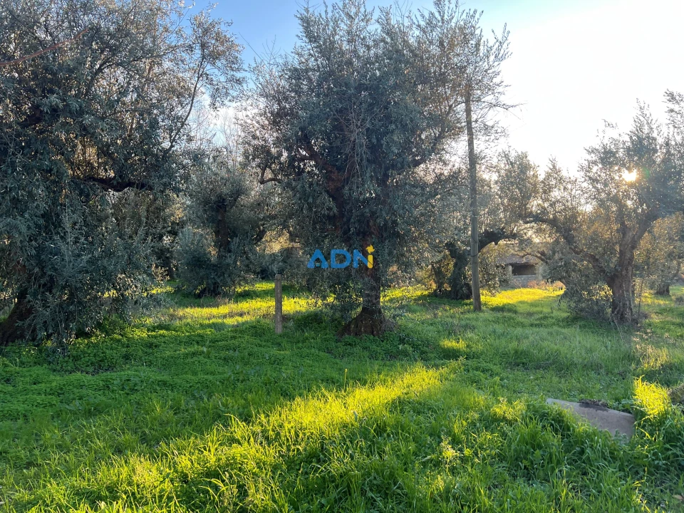 Quinta para Venda em Lardosa Foto 11