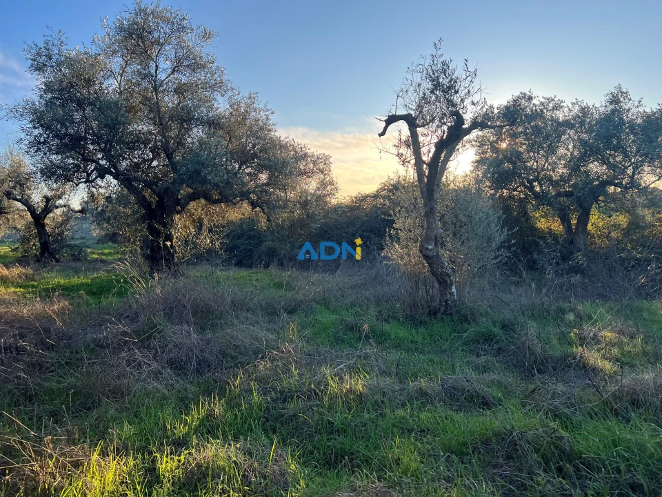 Quinta para Venda em Lardosa Foto 21