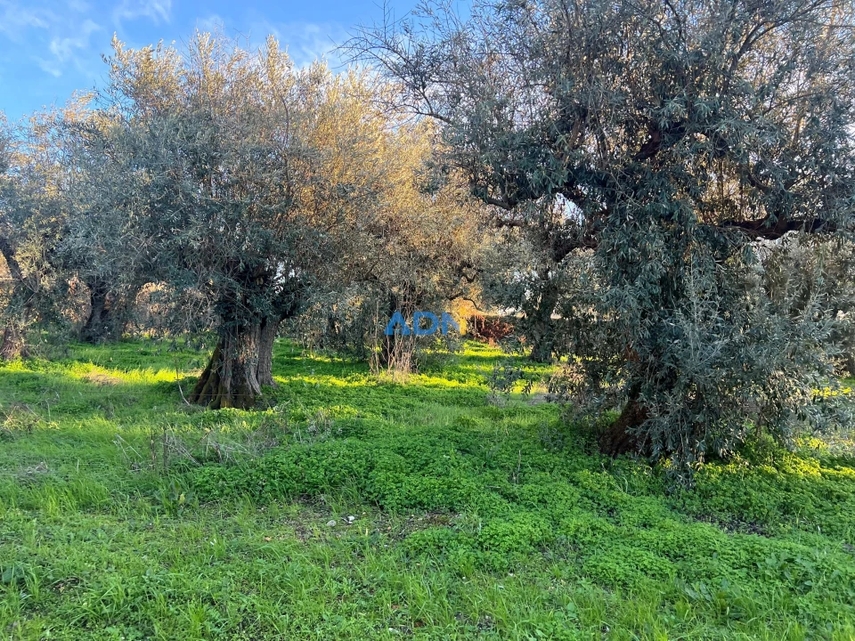 Quinta para Venda em Lardosa Foto 12