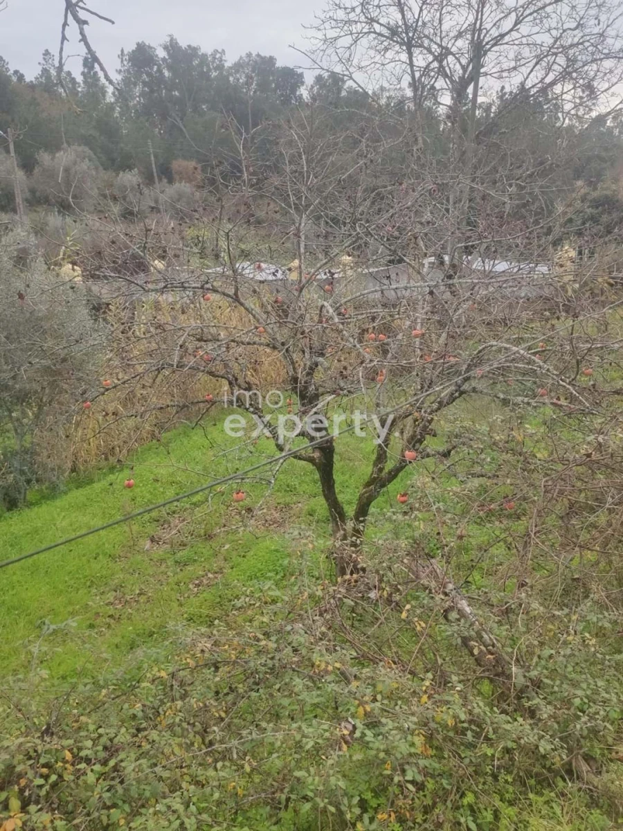 Moradia T3 para Venda em Sardoal Foto 18