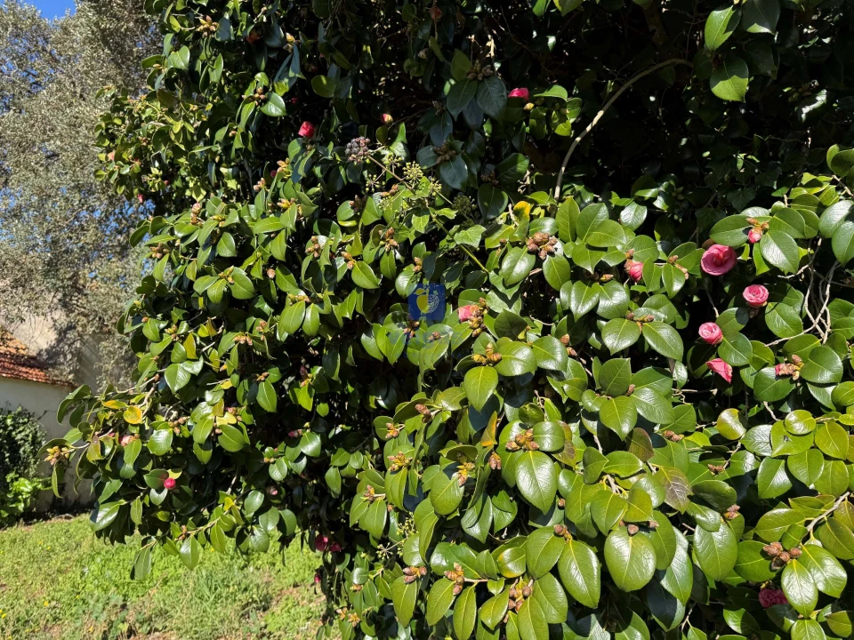 Quinta T4 para Venda em Usseira Foto 22