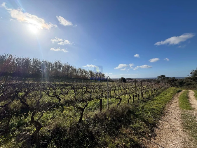 Quinta T4 para Venda em Usseira Foto 12