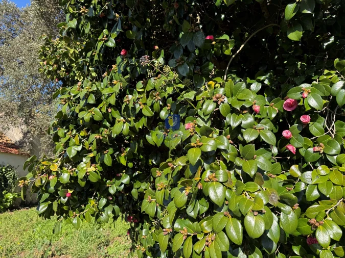 Quinta T4 para Venda em Usseira Foto 22