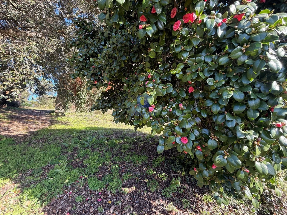 Moradia T4 para Venda em Usseira Foto 15