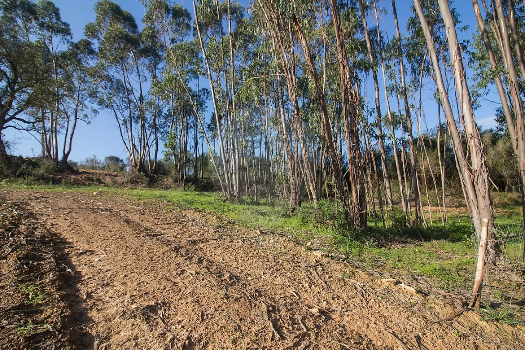 Terreno para Venda em Abrigada e Cabanas de Torres Foto 4