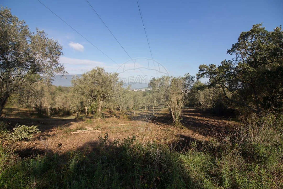 Terreno para Venda em Abrigada e Cabanas de Torres Foto 7