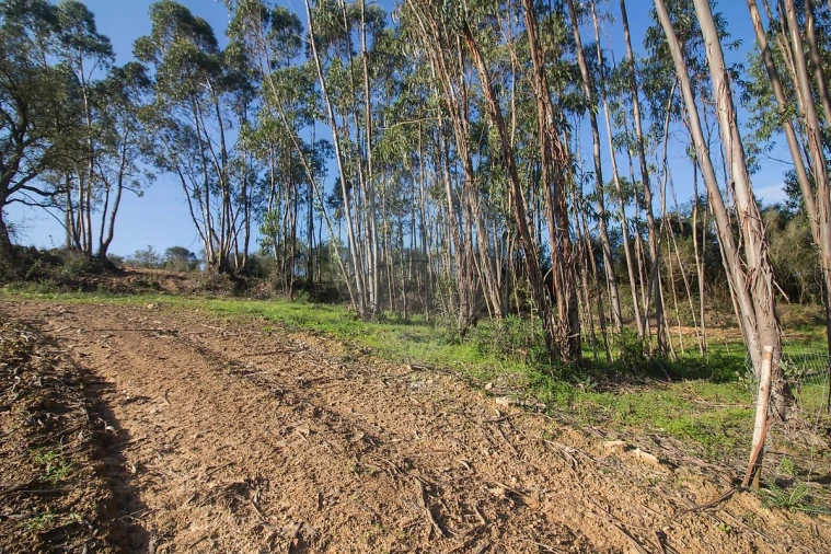 Terreno para Venda em Abrigada e Cabanas de Torres Foto 4