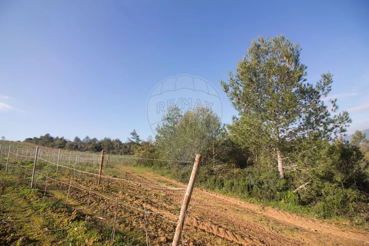 Terreno para Venda em Abrigada e Cabanas de Torres Foto 14