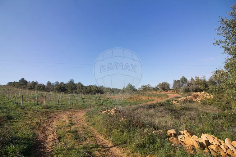 Terreno para Venda em Abrigada e Cabanas de Torres Foto 13