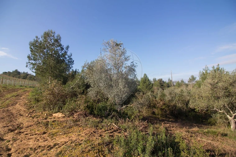 Terreno para Venda em Abrigada e Cabanas de Torres Foto 6