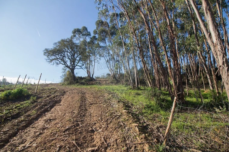 Terreno para Venda em Abrigada e Cabanas de Torres Foto 5
