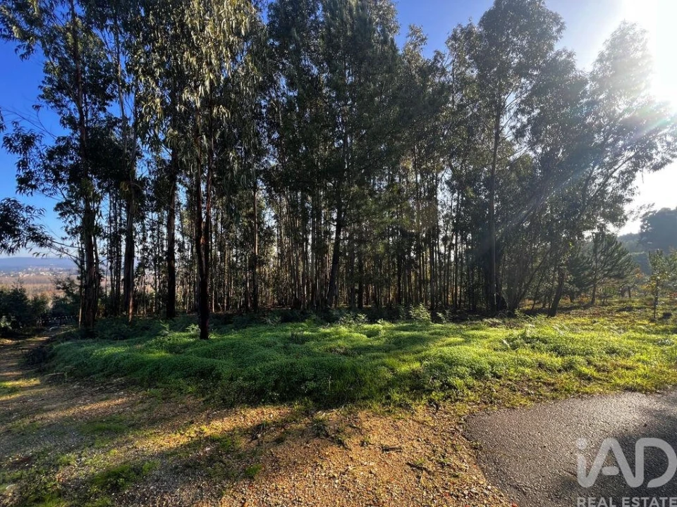 Terreno para Venda em Sangalhos Foto 3