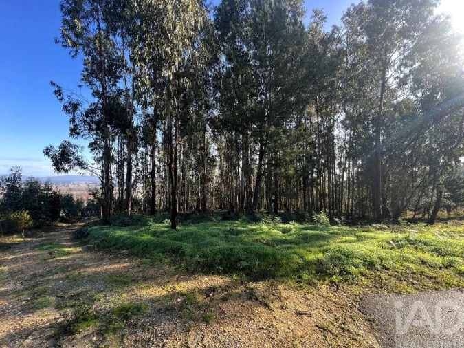 Terreno para Venda em Sangalhos Foto 7