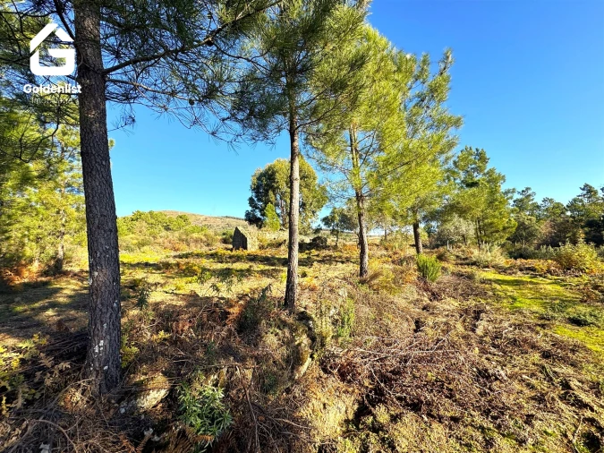 Quinta T0 para Venda em Vale de Prazeres e Mata da Rainha Foto 22