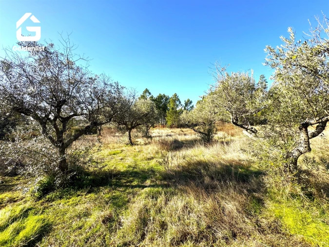 Quinta T0 para Venda em Vale de Prazeres e Mata da Rainha Foto 31