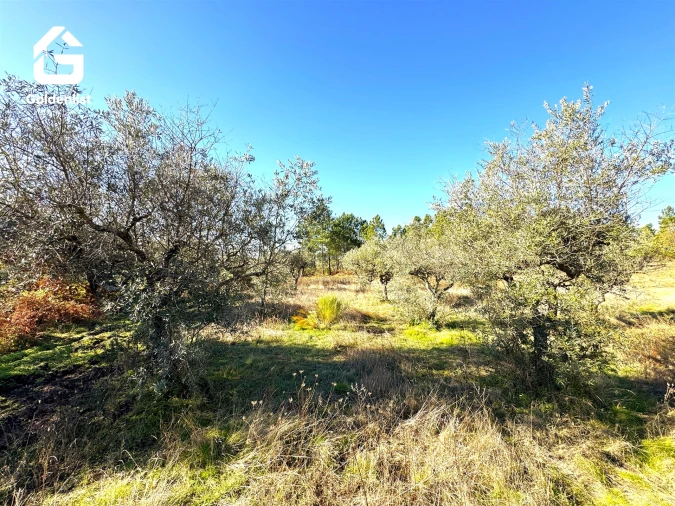 Quinta T0 para Venda em Vale de Prazeres e Mata da Rainha Foto 30