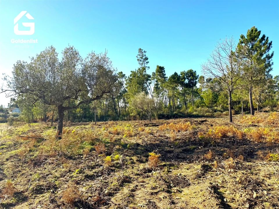 Quinta T0 para Venda em Vale de Prazeres e Mata da Rainha Foto 27