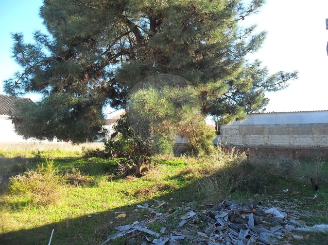 Terreno para Venda em Azeitão (São Lourenço e São Simão) Foto 5