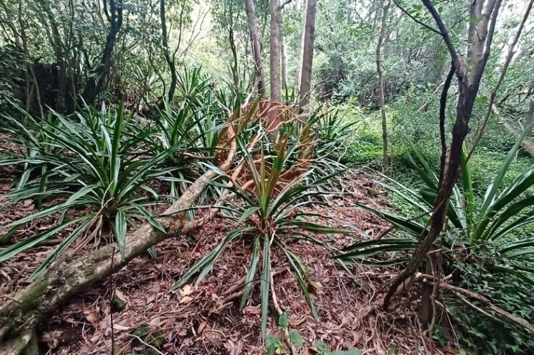 Moradia T3 para Venda em Santo Amaro Foto 34