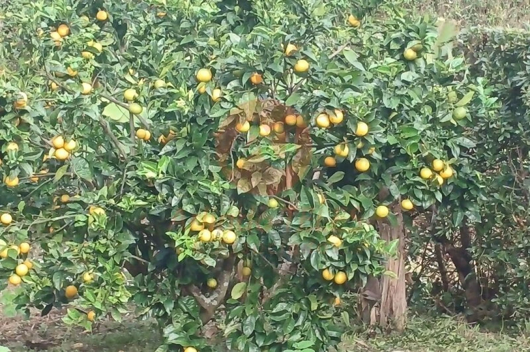 Moradia T3 para Venda em Santo Amaro Foto 38