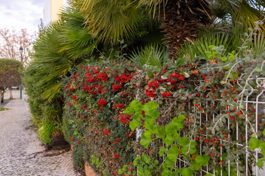 Apartamento T2 para Venda em Conceição e Cabanas de Tavira Foto 64