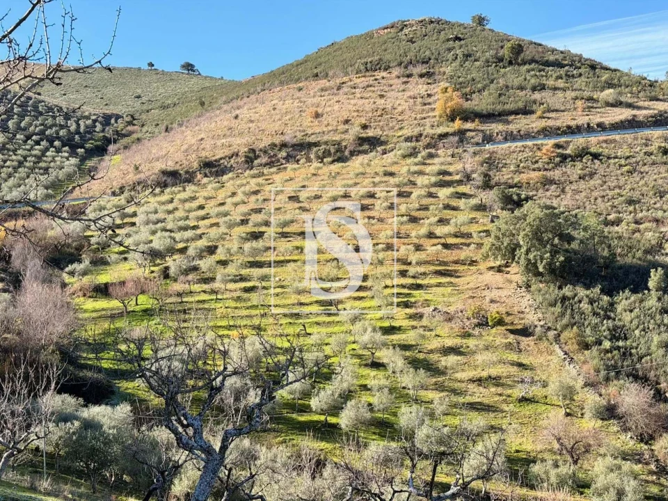 Quinta para Venda em Ligares Foto 27