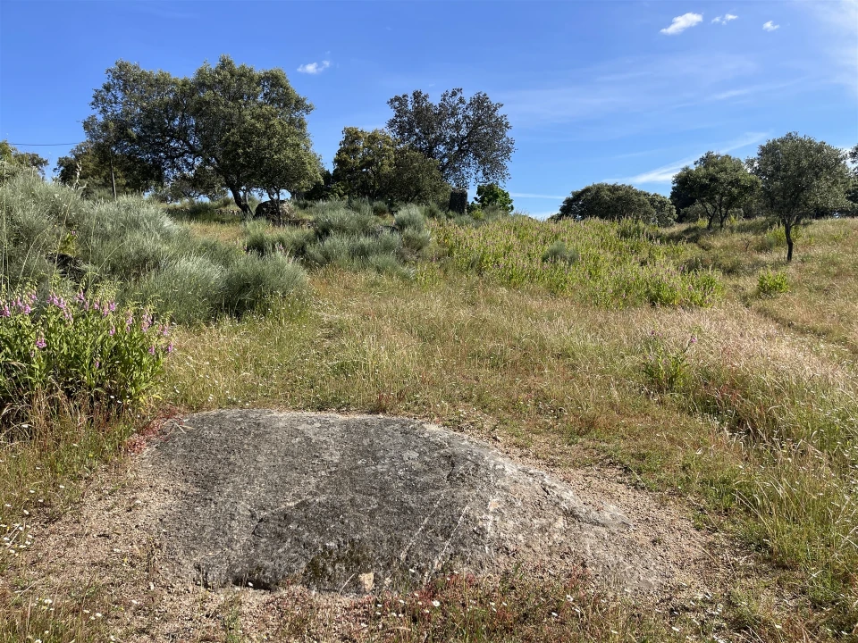 Quinta T10 para Venda em Castelo Branco Foto 48