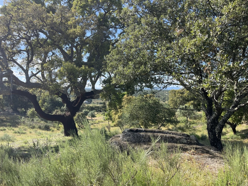 Quinta T10 para Venda em Castelo Branco Foto 51