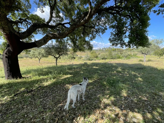 Quinta T10 para Venda em Castelo Branco Foto 49