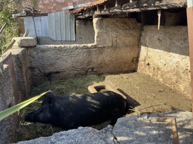 Quinta T10 para Venda em Castelo Branco Foto 55