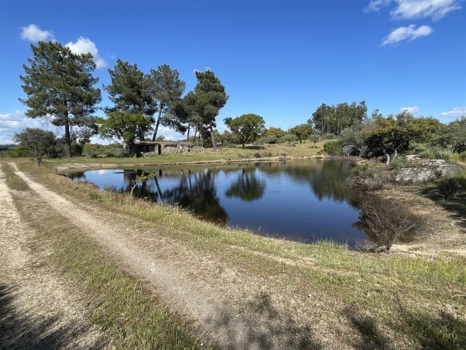 Quinta T10 para Venda em Castelo Branco Foto 37