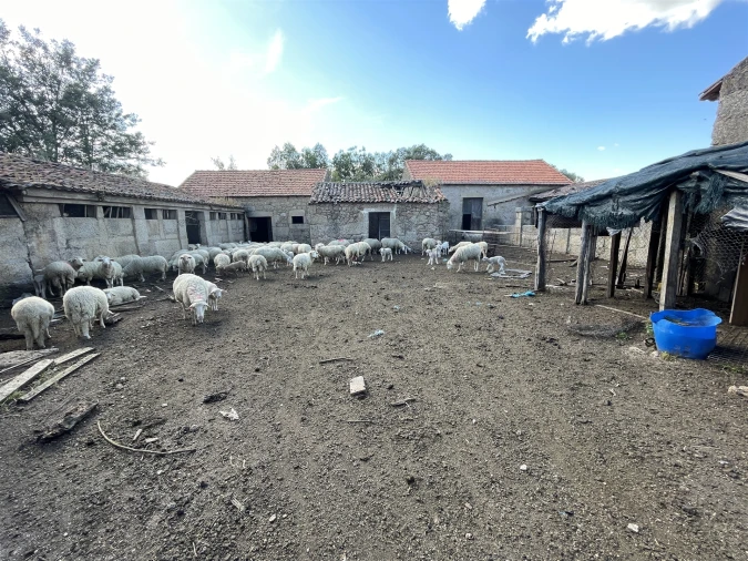 Quinta T10 para Venda em Castelo Branco Foto 43