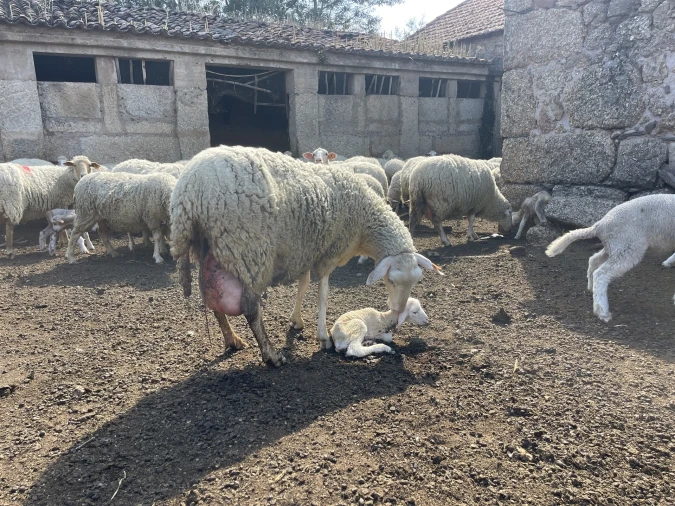 Quinta T10 para Venda em Castelo Branco Foto 44