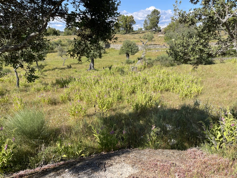 Quinta T10 para Venda em Castelo Branco Foto 50