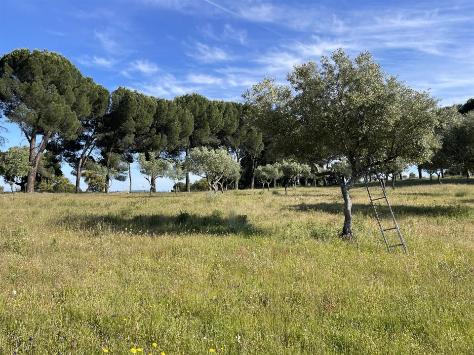 Quinta T10 para Venda em Castelo Branco Foto 64