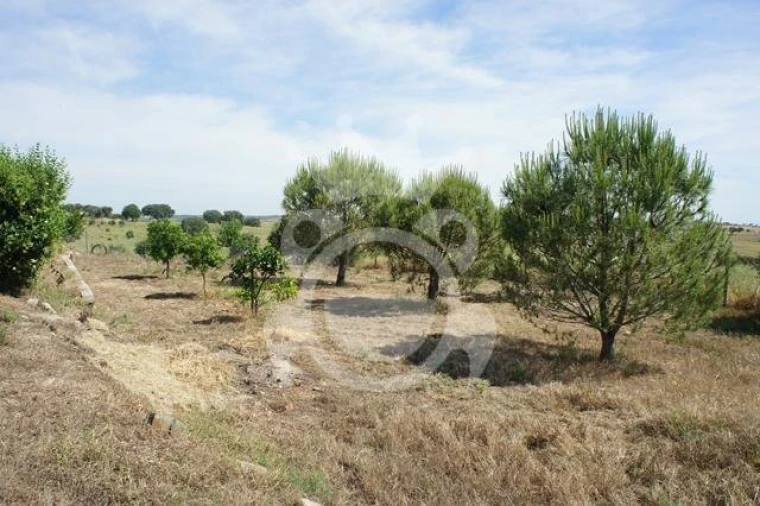 Quinta T3 para Venda em Reguengos de Monsaraz Foto 8