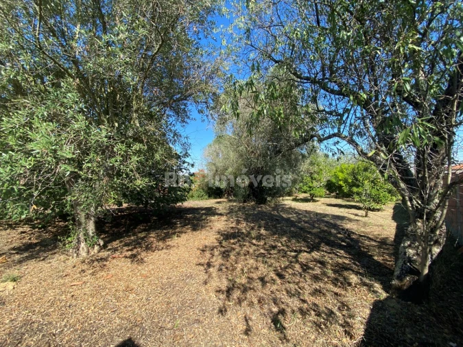 Terreno para Venda em Torres Novas (Santa Maria, Salvador e Santiago) Foto 7