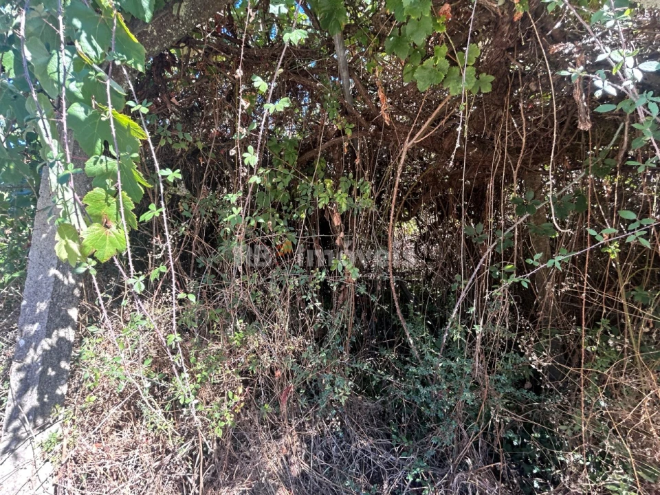 Terreno para Venda em Serra e Junceira Foto 4