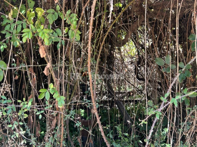 Terreno para Venda em Serra e Junceira Foto 3