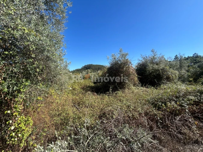 Terreno para Venda em Serra e Junceira Foto 9
