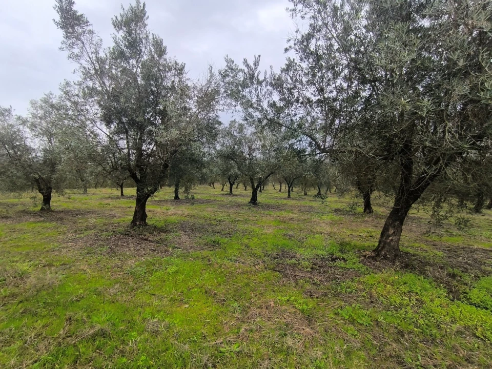 Quinta para Venda em Valhascos Foto 31