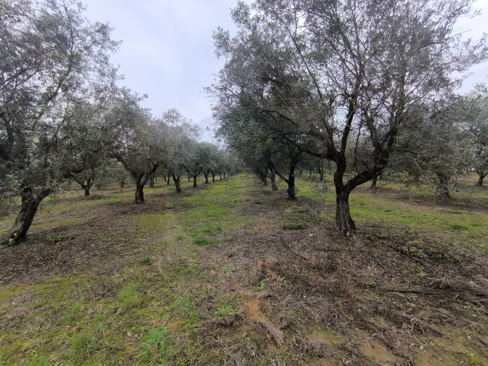 Quinta para Venda em Valhascos Foto 36