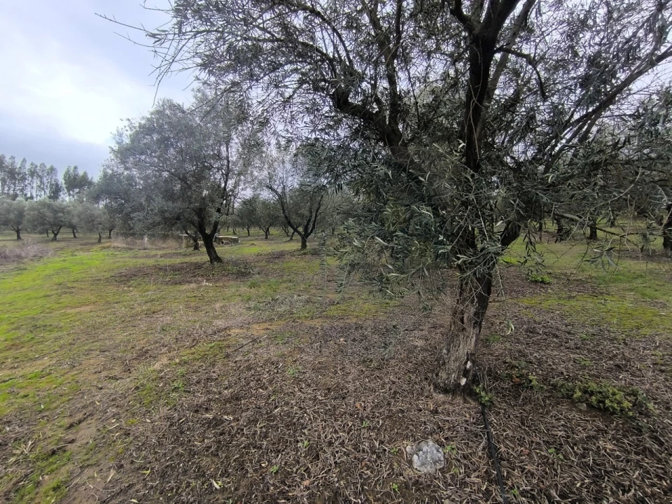 Quinta para Venda em Valhascos Foto 37