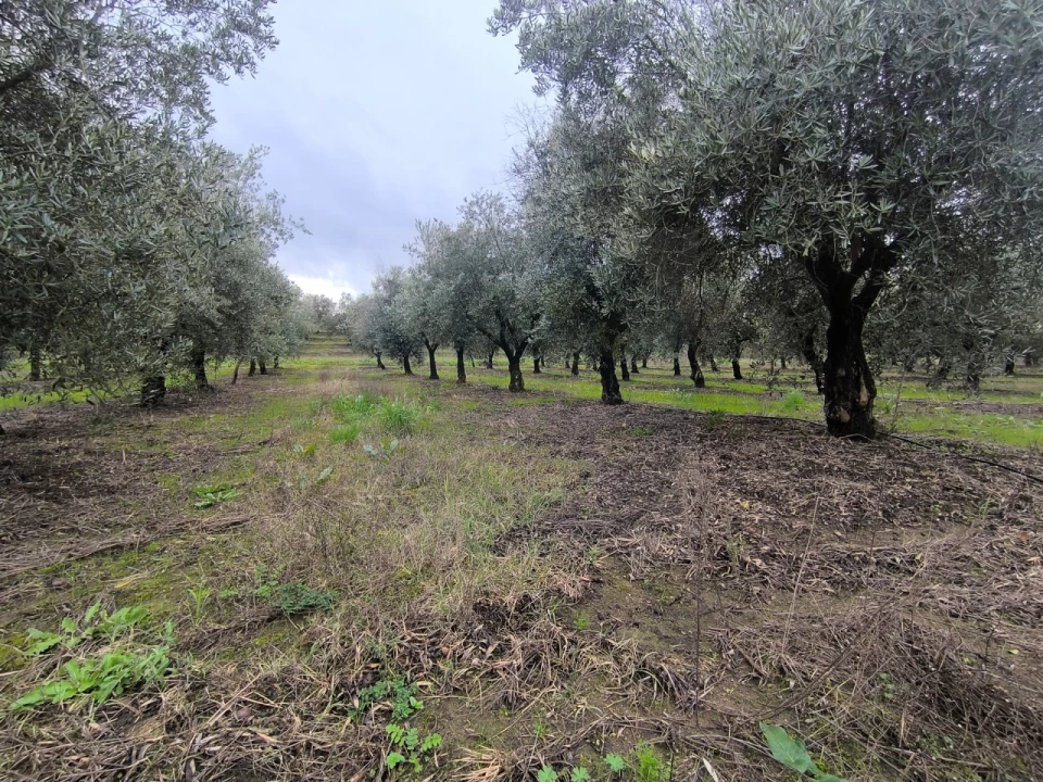 Quinta para Venda em Valhascos Foto 52