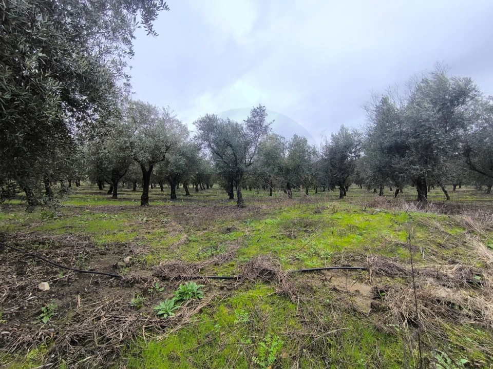 Quinta para Venda em Valhascos Foto 53