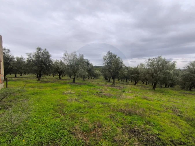 Quinta para Venda em Valhascos Foto 26