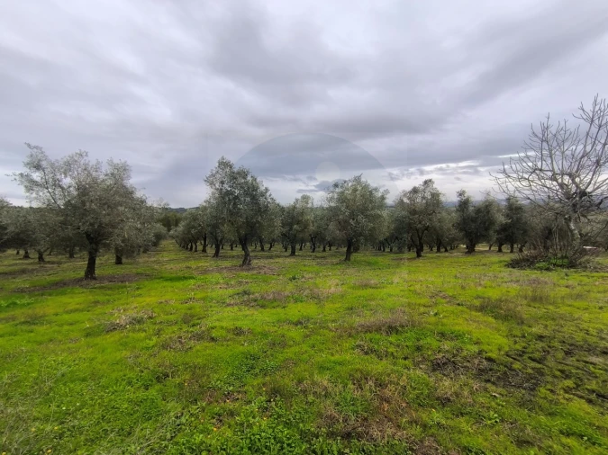 Quinta para Venda em Valhascos Foto 27