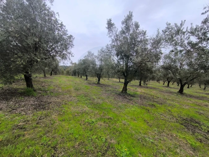 Quinta para Venda em Valhascos Foto 30