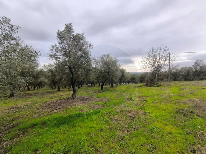 Quinta para Venda em Valhascos Foto 33